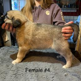 Female 4 - Fawn female Anatolian Shepherd Dog puppy in Daggett, Michigan from T&S Anatolians