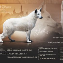 Khaleesi - German Shepherd