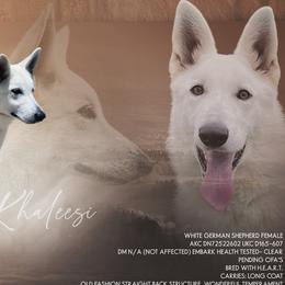 Khaleesi - German Shepherd