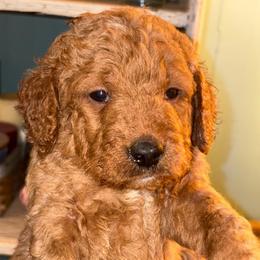 Boy 3 - Apricot male Goldendoodle puppy in Holly, Colorado from Vida’s Loving Doodles