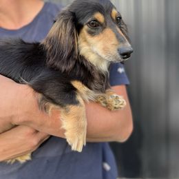 Reba - Dachshund