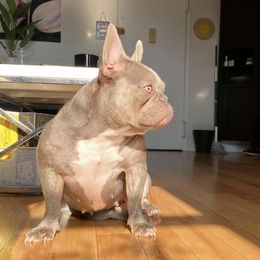 French Bulldogs from Perfect Paws Frenchies