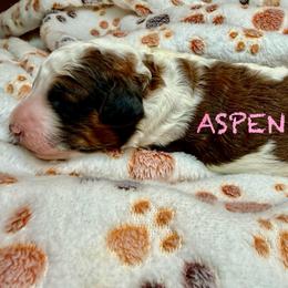ASPEN - Parti female Poodle puppy in Peyton, Colorado from Fuzzybottoms Ranch LLC