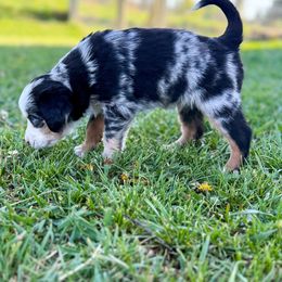 Miniature American Shepherd and Miniature Australian Shepherd Puppies from Sugartop Minis