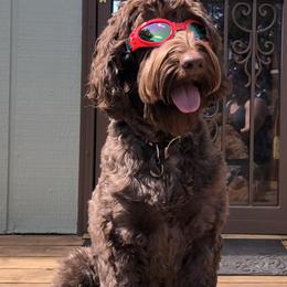 Australian Labradoodle Puppies from Red Rock Doodles