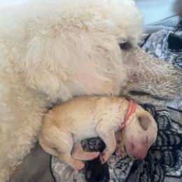 Pink - Cream female Poodle puppy in North Port, Florida from Desert in the South Standard Poodles