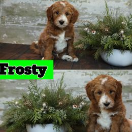 Bernedoodle and Goldendoodle Puppies from Dolly's Doodles