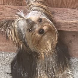 Caspian - Yorkshire Terrier