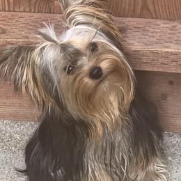 Caspian - Yorkshire Terrier