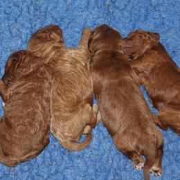 Goldendoodle puppies from Mustard Seed Ranch Goldendoodles