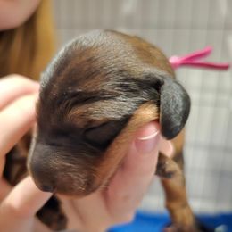 Dark Pink Collar ON HOLD - Red female Dachshund puppy in Zebulon, North Carolina from Salt of the Earth Dachshunds