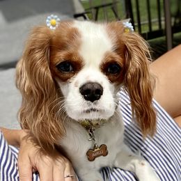 Luna - Cavalier King Charles Spaniel