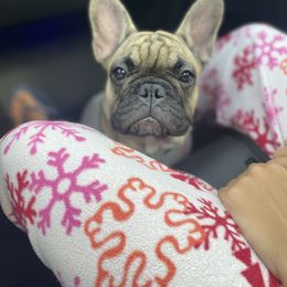 Girl 2 - Fawn French Bulldog puppy in Viera, Florida from The French Amigos