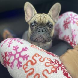 Girl 2 - Fawn French Bulldog puppy in Viera, Florida from The French Amigos