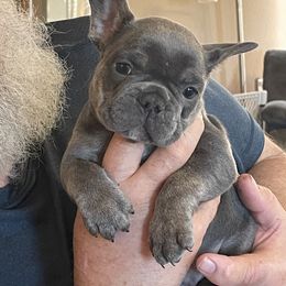 Boy 1 - Blue French Bulldog puppy in Marlow, Oklahoma from WYOKIE Frenchies