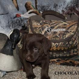Labrador Retriever Puppies from Copper Creek Outfitters and Kennel