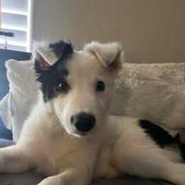 Border Collie Puppies from Cahill’s Canines