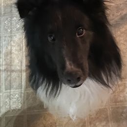 Echo  - Shetland Sheepdog