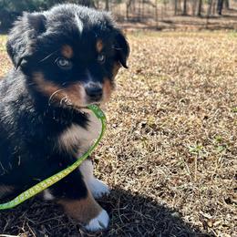 Calliope(has tail) - Black tri-color female Australian Shepherd puppy in Butler, Georgia from Aussies at Howling Hill Farm