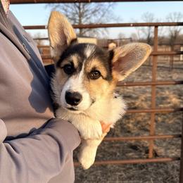 Clyde - Black and tan male Pembroke Welsh Corgi puppy in El Dorado Springs, Missouri from Trixie Dixie