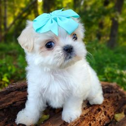 Companion Cross, Havanese, Mal-Shi, Maltese, Maltipoo, Morkie, and Shih Tzu Puppies from Seeking Shalom Acres Maltese, Maltipoos & Havamalts