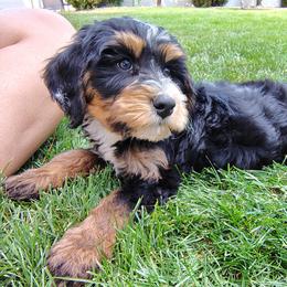 Ruby - Tri-color female Bernedoodle puppy in Bountiful, Utah from Red Brick Doodles
