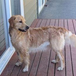 Nova - Golden Retriever