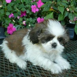 Tina - Red and white female Shih Tzu puppy in Wild Rose, Wisconsin from Sorenson's Shih-tzus