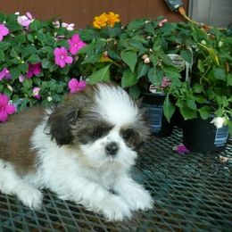 Tina - Red and white female Shih Tzu puppy in Wild Rose, Wisconsin from Sorenson's Shih-tzus