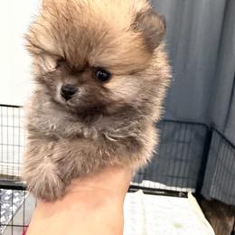 Posee - Orange sable female Pomeranian puppy in Moody, Texas from Luxury Pets of Central Texas