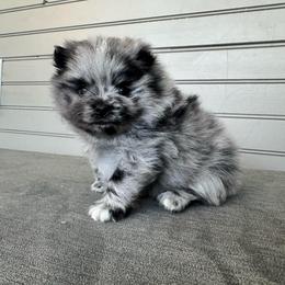 Luigi - Blue merle male Pomeranian puppy in Enfield, Connecticut from That Pom Haus
