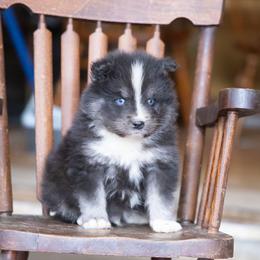 Coach - Black and white male Pomsky puppy in Moultonborough, New Hampshire from Foxfire Arctic Spitz