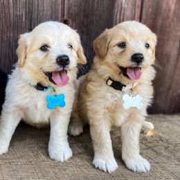 Aussiedoodles, Goldendoodles, and Labradoodles from Haaspawz