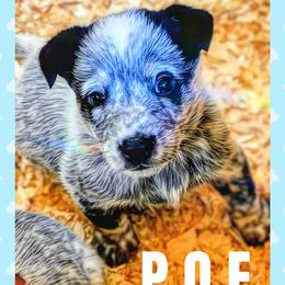 Poe - Blue mottled male Australian Cattle Dog puppy in Fife Lake, Michigan from Kurczak Farm LLC