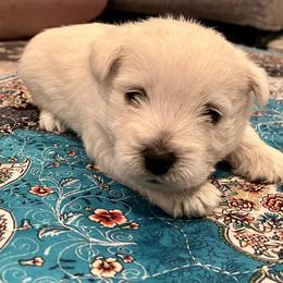 Pink - White female West Highland White Terrier puppy in Wetumpka, Alabama from Judith's West Highland White Terriers