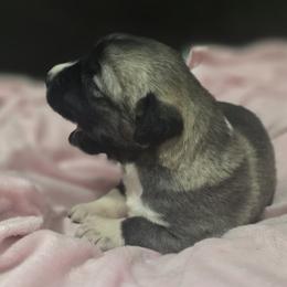 Anatolian Shepherd Dog Puppies from Florida Anatolian Shepherds