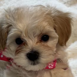 Nora - Cafe au lait Maltipoo puppy in Fredericksburg, Ohio from Edna Keim