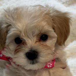 Nora - Cafe au lait Maltipoo puppy in Fredericksburg, Ohio from Edna Keim