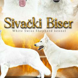 Sivaki Bisar - Berger Blanc Suisse