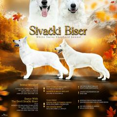 Sivaki Bisar - Berger Blanc Suisse