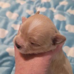 Cosmo - Gold and white male Chihuahua puppy in Kyle, Texas from joy of chihuahuas tx