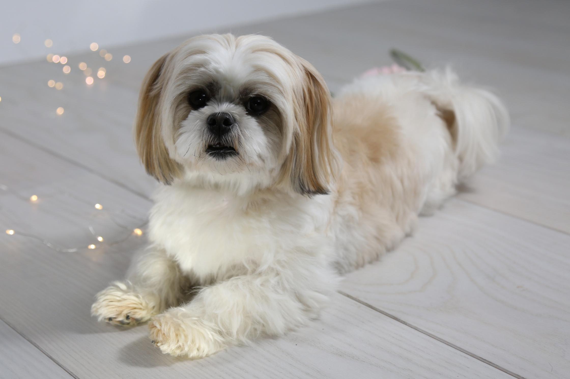 Discount maltese cross shih tzu for sale Free Shipping - Main Image