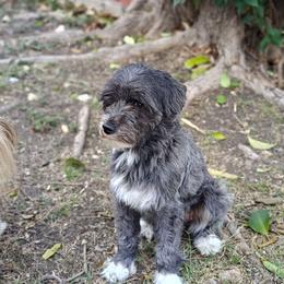 Chinese Crested puppies from Charming Cresteds Kennel