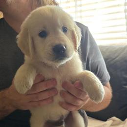 Brown Boy - Light golden male Golden Retriever puppy in Peoria, Arizona from Nordic Woof's Golden Retrievers
