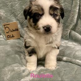 Roulette - Blue merle female Australian Shepherd puppy in Wisconsin Dells, Wisconsin from Nicara kennel