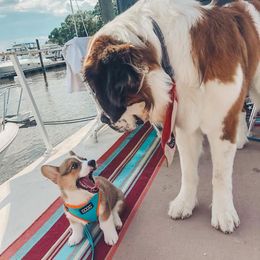 Pembroke Welsh Corgi Puppies from GLC Corgis