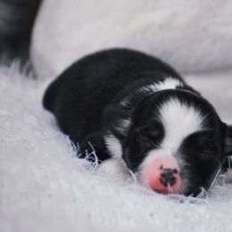Clover - Black tri female Miniature American Shepherd puppy in Chocowinity, North Carolina from Foxtail Hollow