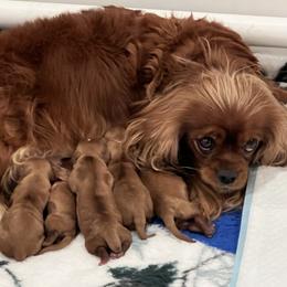 Cavalier King Charles Spaniel puppies from Lauren Blades