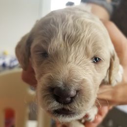 Goldendoodle Puppies from Masondixondoodles