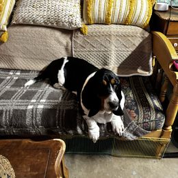 Londyn - Basset Hound